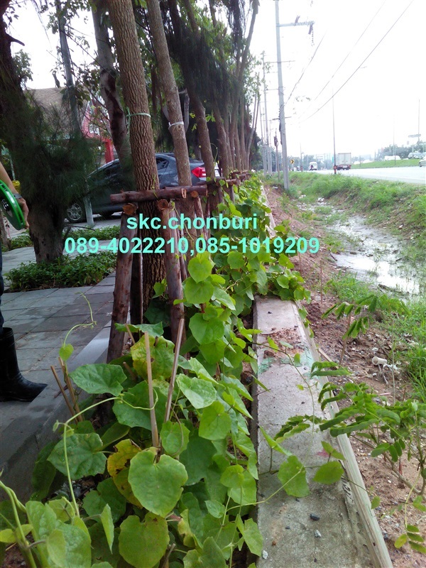 รับจ้างปลูก/ตัดต้นไม้ราคาถูก | SKC Chonburi - เมืองชลบุรี ชลบุรี