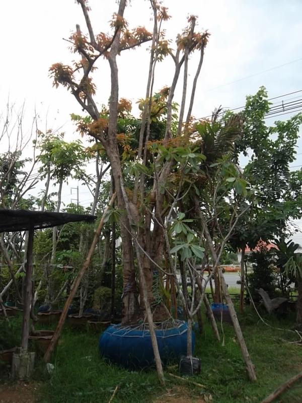 ต้นตะคร้อ | ลพบุรีไม้ล้อม/บ่อแก้วพันธุ์ไม้ - เมืองลพบุรี ลพบุรี
