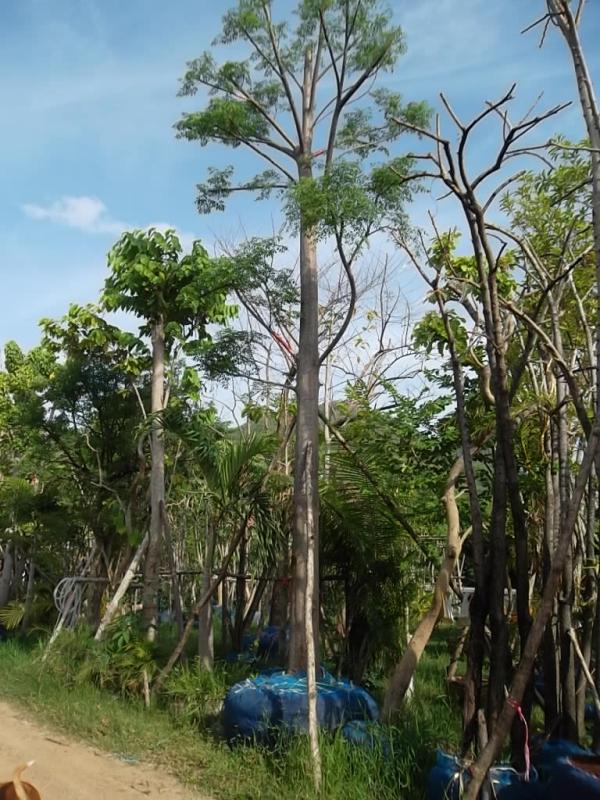 ต้นเลี่ยน  | ลพบุรีไม้ล้อม/บ่อแก้วพันธุ์ไม้ - เมืองลพบุรี ลพบุรี