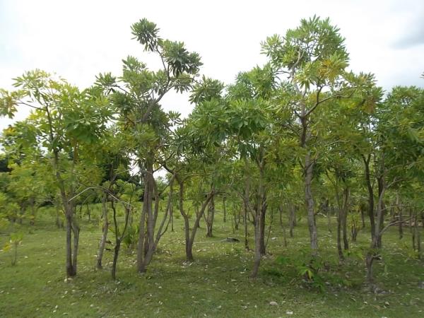 ต้นเหลืองปรีดียาธร | ลพบุรีไม้ล้อม/บ่อแก้วพันธุ์ไม้ - เมืองลพบุรี ลพบุรี