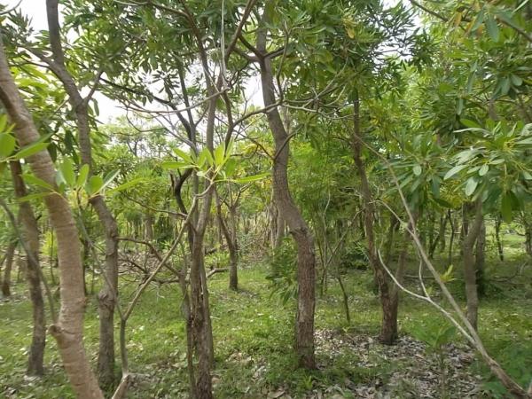 ต้นกระเบเหลือง | ลพบุรีไม้ล้อม/บ่อแก้วพันธุ์ไม้ - เมืองลพบุรี ลพบุรี