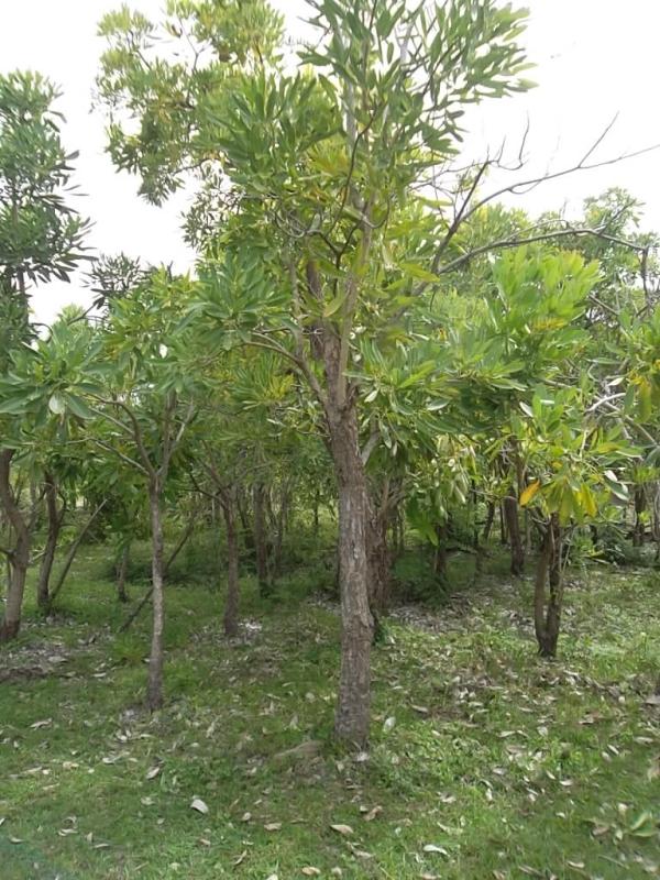 ต้นเหลืองปรีดียาธร | ลพบุรีไม้ล้อม/บ่อแก้วพันธุ์ไม้ - เมืองลพบุรี ลพบุรี