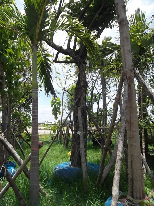 ต้นจันอิน-จันโอ | ลพบุรีไม้ล้อม/บ่อแก้วพันธุ์ไม้ - เมืองลพบุรี ลพบุรี