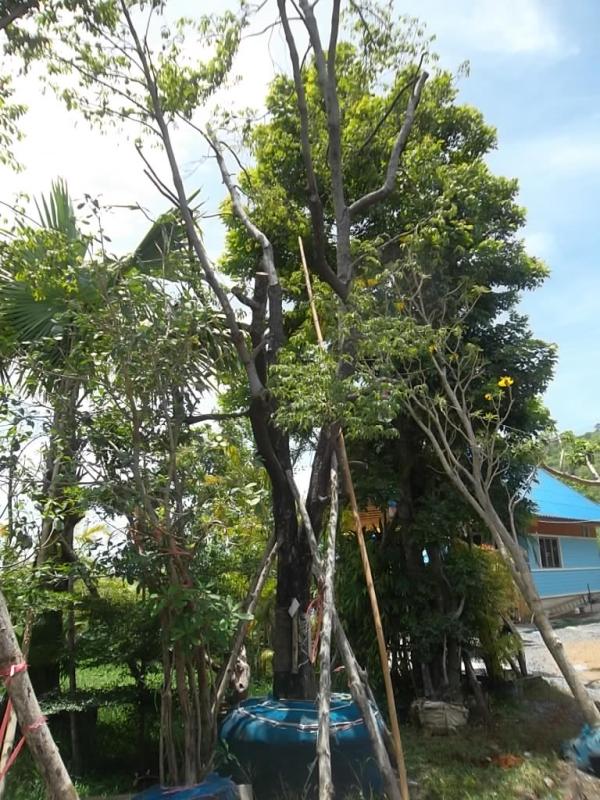 ต้นจันอิน-จันโอ | ลพบุรีไม้ล้อม/บ่อแก้วพันธุ์ไม้ - เมืองลพบุรี ลพบุรี