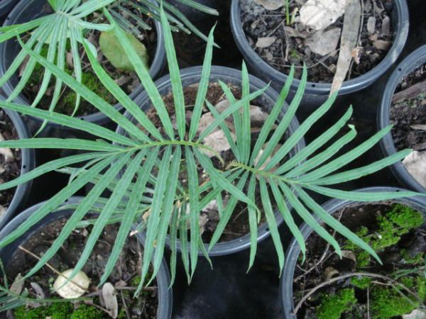 cycas ophiolitica