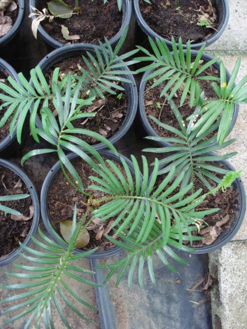 cycas normanbyana