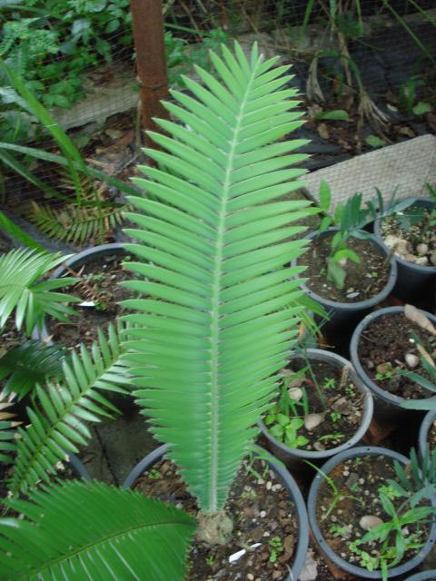 dioon mejaie