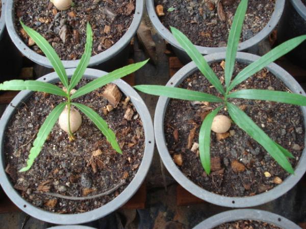 cycas diannanensis