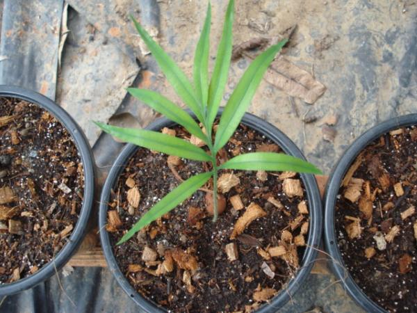 cycas changjiangensis