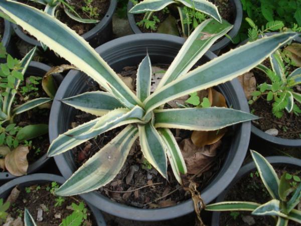 agave americana | Chananya Palm & Cycad Nursery - เมืองชัยภูมิ ชัยภูมิ