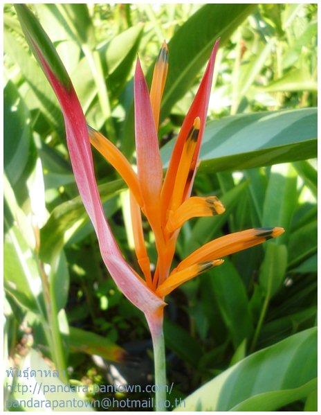 Heliconia Orange Dwarf | พันธุ์ดาหลา - เมืองเชียงใหม่ เชียงใหม่