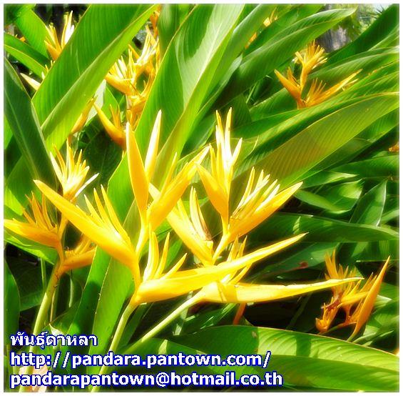 Heliconia Golden Torch 