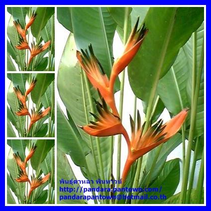 Heliconia Guadalupe | พันธุ์ดาหลา - เมืองเชียงใหม่ เชียงใหม่