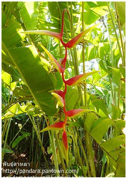 Heliconia "Temptress" | พันธุ์ดาหลา - เมืองเชียงใหม่ เชียงใหม่