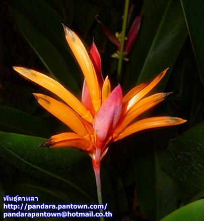 Heliconia Psittacorum Andromeda | พันธุ์ดาหลา - เมืองเชียงใหม่ เชียงใหม่