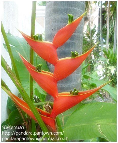 Heliconia Big Bud