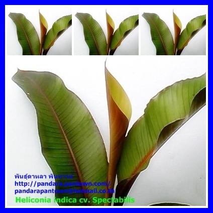 Heliconia indica cv. Spectabilis  | พันธุ์ดาหลา - เมืองเชียงใหม่ เชียงใหม่