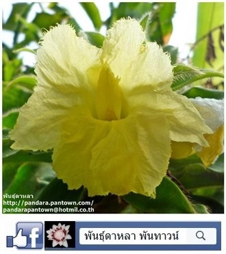 เอื้องหมายนาดอกสีเหลือง  | พันธุ์ดาหลา - เมืองเชียงใหม่ เชียงใหม่