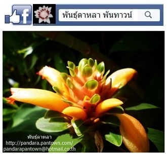 เอื้องหมายนาดอกสีส้มหลังใบแดง | พันธุ์ดาหลา - เมืองเชียงใหม่ เชียงใหม่