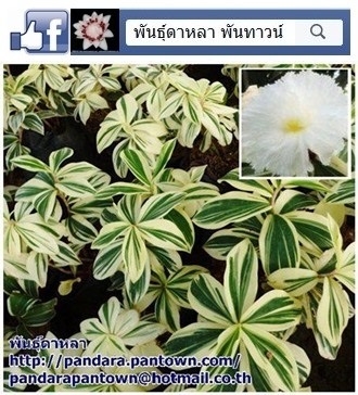 เอื้องหมายนาด่าง  | พันธุ์ดาหลา - เมืองเชียงใหม่ เชียงใหม่