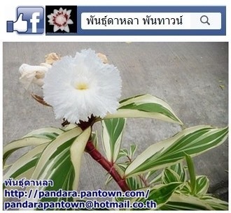 เอื้องหมายนาป่าด่าง | พันธุ์ดาหลา - เมืองเชียงใหม่ เชียงใหม่