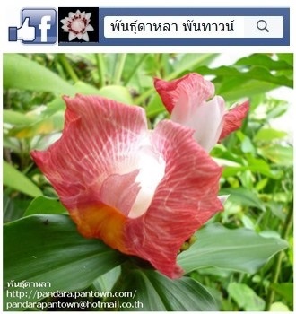 เอื้องหมายนาดอกสีชมพู