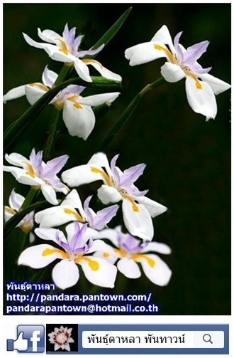 butterfly iris flower  | พันธุ์ดาหลา - เมืองเชียงใหม่ เชียงใหม่