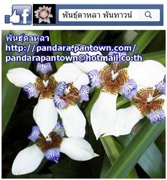 ไอริสสีขาว - 1 | พันธุ์ดาหลา - เมืองเชียงใหม่ เชียงใหม่