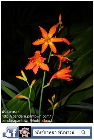 ไอริสสีแดง | พันธุ์ดาหลา - เมืองเชียงใหม่ เชียงใหม่