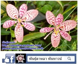 Blackberry Lily | พันธุ์ดาหลา - เมืองเชียงใหม่ เชียงใหม่