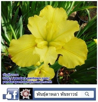 Louisiana Iris 1 | พันธุ์ดาหลา - เมืองเชียงใหม่ เชียงใหม่