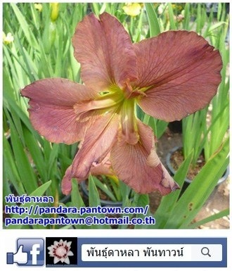 Louisiana Iris 2