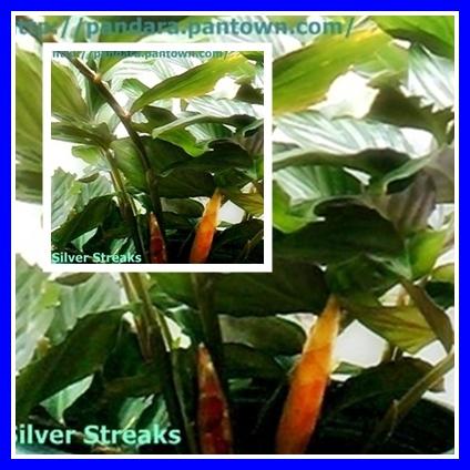 Zingiber collinsii 'Silver Streaks'  | พันธุ์ดาหลา - เมืองเชียงใหม่ เชียงใหม่