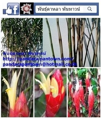 Costus stenophyllus ‘Bamboo Ginger’ | พันธุ์ดาหลา - เมืองเชียงใหม่ เชียงใหม่