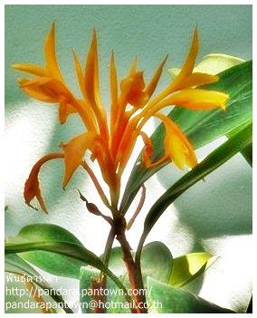 Golden Brush ginger | พันธุ์ดาหลา - เมืองเชียงใหม่ เชียงใหม่