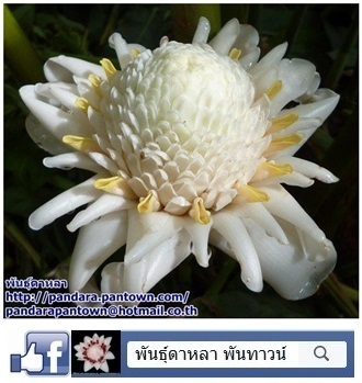 ดาหลาสีขาว | พันธุ์ดาหลา - เมืองเชียงใหม่ เชียงใหม่