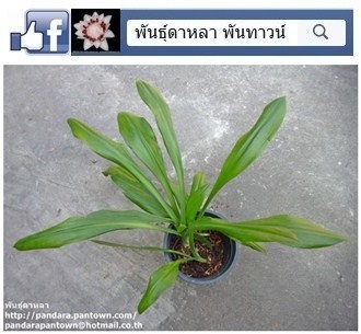 กวักหงสาไทย หรือ เศรษฐีใบพายต้นเดิม