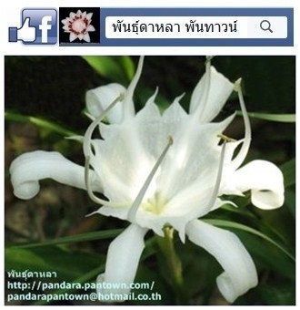 ว่านน้ำเต้าทอง | พันธุ์ดาหลา - เมืองเชียงใหม่ เชียงใหม่