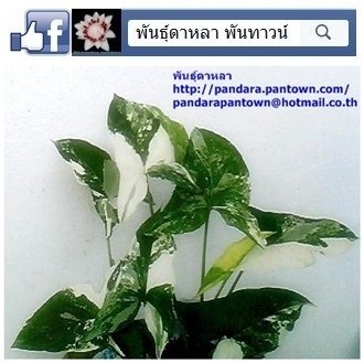 เงินไหลมาด่าง | พันธุ์ดาหลา - เมืองเชียงใหม่ เชียงใหม่