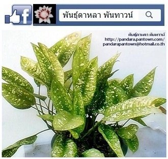 ว่านโพธิสัตย์ | พันธุ์ดาหลา - เมืองเชียงใหม่ เชียงใหม่