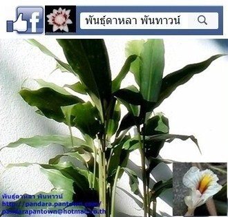 ว่านมหาเสน่ห์ | พันธุ์ดาหลา - เมืองเชียงใหม่ เชียงใหม่