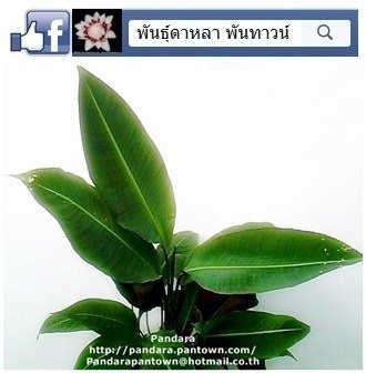 ว่านแสงอาทิตย์ | พันธุ์ดาหลา - เมืองเชียงใหม่ เชียงใหม่