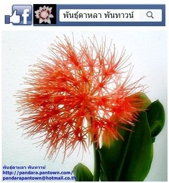 ว่านกุมารทอง | พันธุ์ดาหลา - เมืองเชียงใหม่ เชียงใหม่