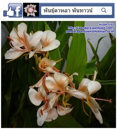 มหาหงส์สีส้มดอกกลาง | พันธุ์ดาหลา - เมืองเชียงใหม่ เชียงใหม่