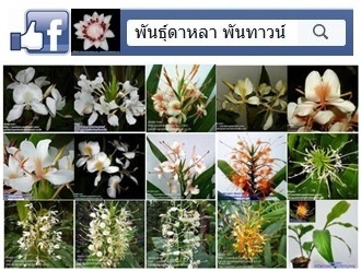 มหาหงส์หลายสายพันธุ์ | พันธุ์ดาหลา - เมืองเชียงใหม่ เชียงใหม่