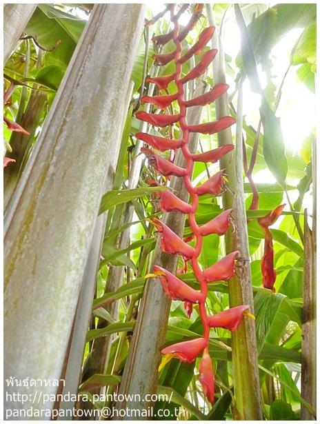 heliconia longissima | พันธุ์ดาหลา - เมืองเชียงใหม่ เชียงใหม่