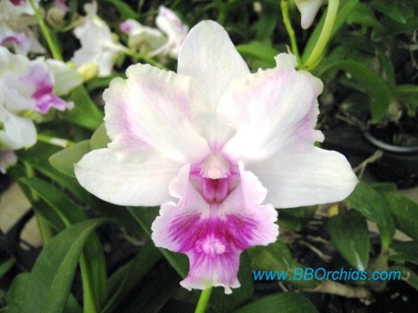 BB Orchid; Den.Anucha Flare