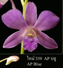 BB Orchid; Den.AP Blue