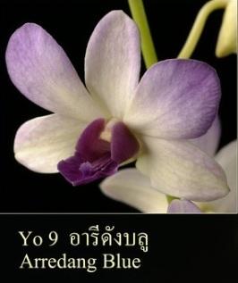 BB Orchid; Den.Arredang Blue | BB Orchid - บางกะปิ กรุงเทพมหานคร