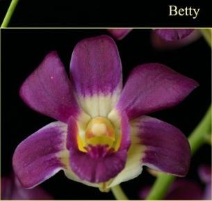 BB Orchid; Den.Betty | BB Orchid - บางกะปิ กรุงเทพมหานคร
